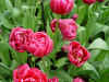 tulipa_double_margarita.JPG (60067 octets)