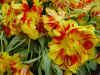 tulipa_double_monsella.JPG (68609 octets)