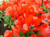 tulipa_double_spryng_2.JPG (55962 octets)