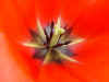 tulipa_double_spryng.JPG (29827 octets)