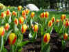 tulipa_greigii_flowerdale.JPG (110356 octets)