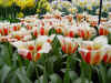 tulipa_greigii_lady_diana_2.JPG (77765 octets)
