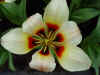 tulipa_greigii_lady_diana.JPG (40562 octets)
