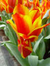 tulipa_greigii_lovely_surprise.JPG (49207 octets)