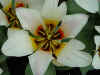 tulipa_greigii_mary_ann.JPG (41682 octets)