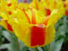 tulipa_greigii_pensacola.JPG (32549 octets)
