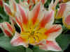tulipa_greigii_quebec.JPG (54575 octets)