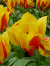 tulipa_greigii_yellow_dawn_2.JPG (41218 octets)
