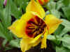 tulipa_greigii_yellow_dawn.JPG (45272 octets)