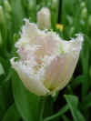 tulipa_huis_ten_bosch_2.JPG (35322 octets)