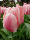 tulipa_hyb_x.JPG (38204 octets)