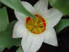 tulipa_kaufmanniana_ancilla_2.JPG (33920 octets)