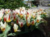 tulipa_kaufmanniana.JPG (93746 octets)