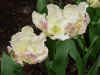 tulipa_libretto_parrot.JPG (46470 octets)