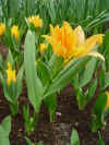tulipa_praestans_shogun.JPG (67551 octets)