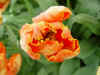 tulipa_prof_rontgen_2.JPG (41923 octets)