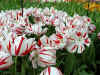 tulipa_triumf_ice_follies.JPG (82522 octets)