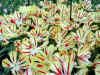 tulipa_triumf_linda_de_mol.JPG (99708 octets)