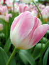 tulipa_triumf_sweety.JPG (38594 octets)