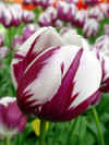 tulipa_triumf_zurel.JPG (44127 octets)