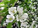 malus_baccata_2.JPG