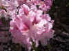 Rhodo_cosmopolitan.JPG (68552 octets)