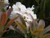 Rhodo_decorum_minor_2.JPG (89444 octets)