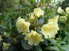 Rhodo_saffrano.JPG (61328 octets)