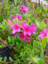 azalea amoena.JPG (67001 octets)