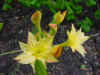 azalea pont.narcissiflora.JPG (37108 octets)