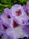 rhodo blue peter.JPG (34816 octets)