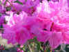 rhodo ostara 2.JPG (59752 octets)