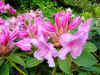 rhodo pink pearl.JPG (46311 octets)