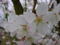 prunus_early_white.JPG