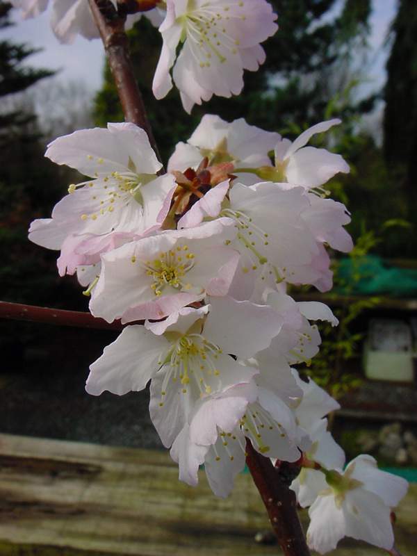 http://www.mytho-fleurs.com/images/prunus_japonais/pr%20conradine%20malifolia%20minier.JPG
