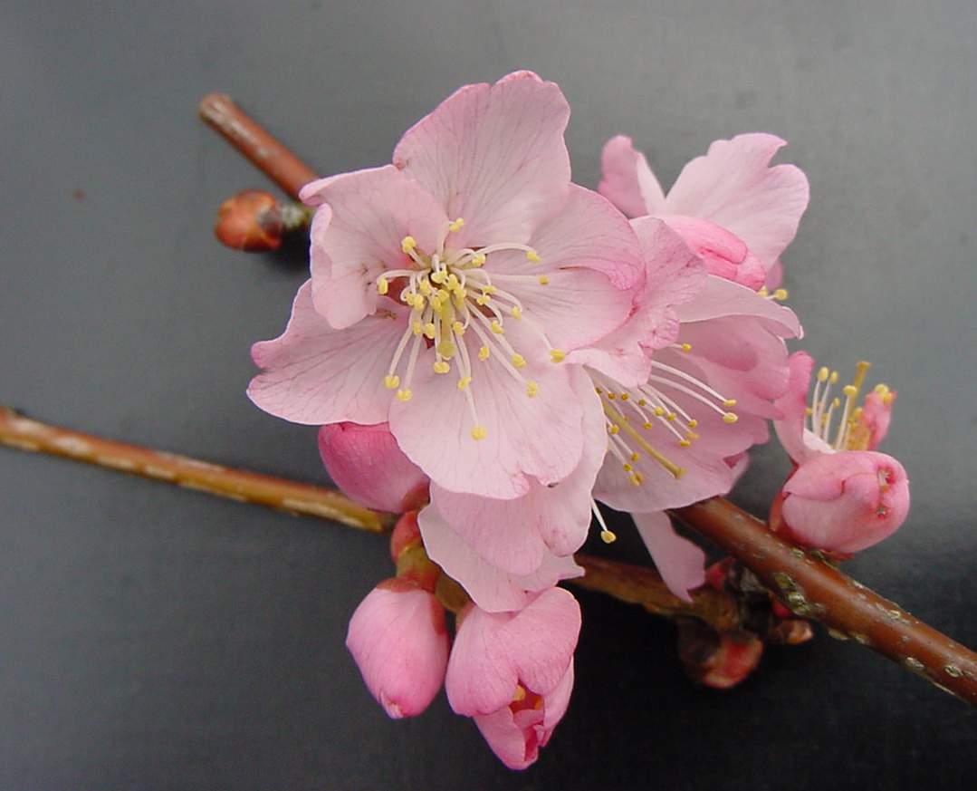 http://www.mytho-fleurs.com/images/prunus_japonais/pr%20conradine%20pink%20of%20bray%20fleur.JPG