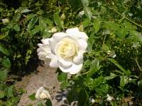 rosier_blanc.jpg