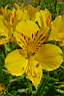 alstroemeria_aurantica.jpg