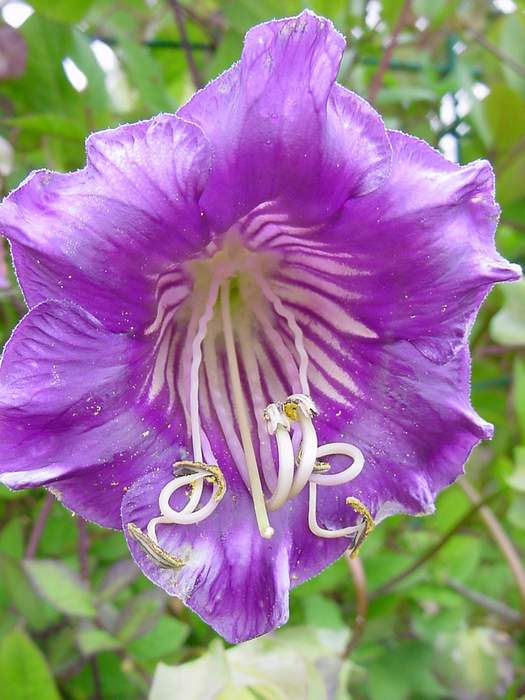 cobaea%20scandens.JPG