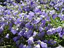 campanula_cochleariifolia.JPG