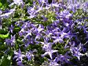 campanula_fenestrellata_2.JPG