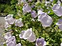 campanula_incurva.JPG