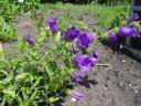 campanula_medium_2.JPG