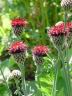 centaurea_atropurpurea.JPG