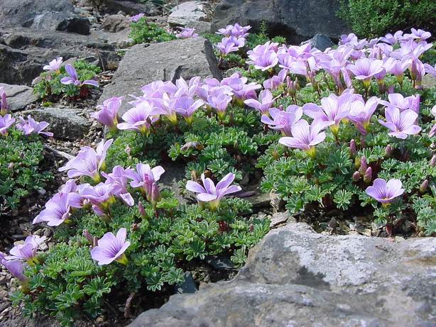 Crocus+sieberi